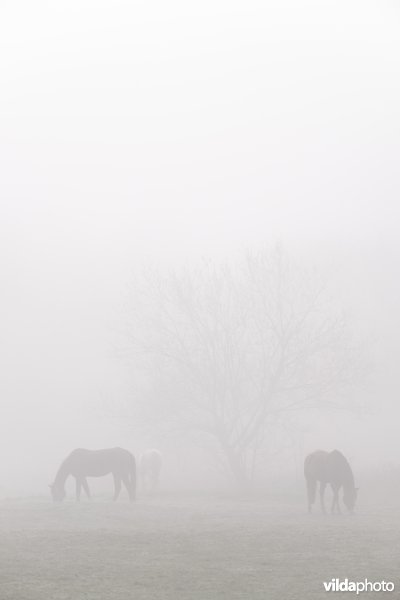 Paarden in de mist