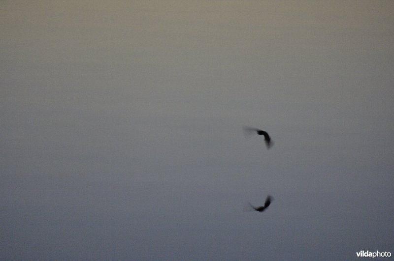 watervleermuis in avondschemering