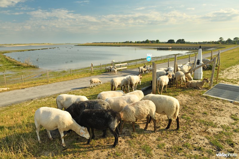 Dijkbegrazing door schapen in het Zwin
