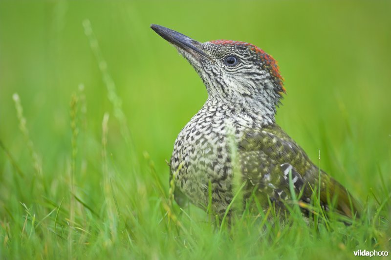 Groene specht