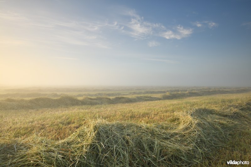 Gemaaide graslanden in de vallei van de IJzer