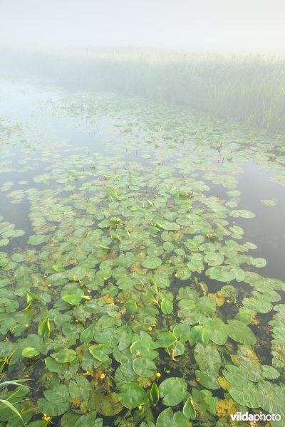 Gele plomp in de Stenensluisvaart