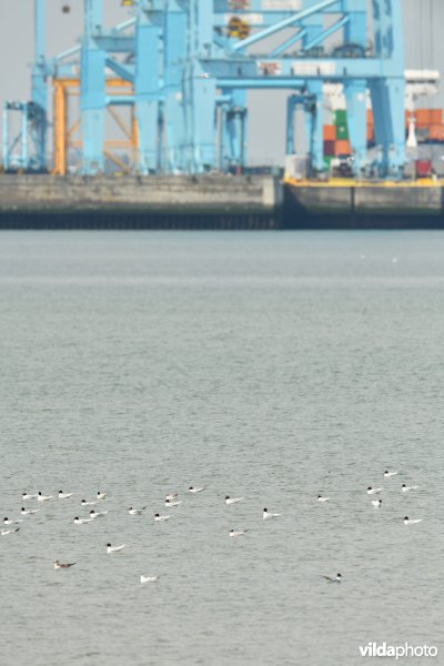 Zwartkopmeeuwen in de voorhaven van Zeebrugge
