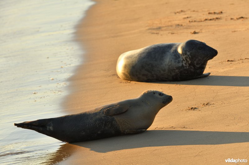 Gewone zeehond en Grijze zeehond