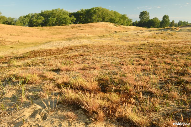 Buntgras in de Plaatsduinen
