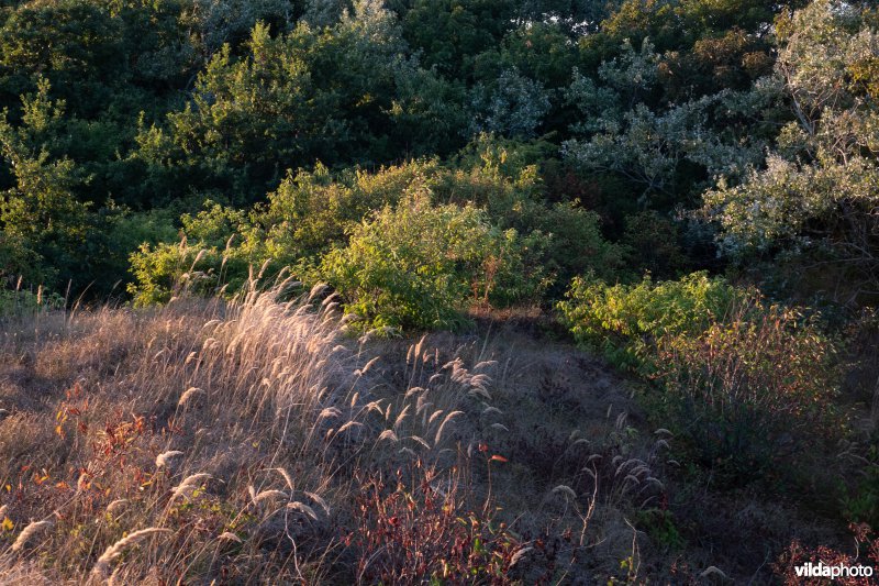 Struweel in duinlandschap