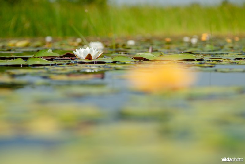 Bloeiende watergentiaan