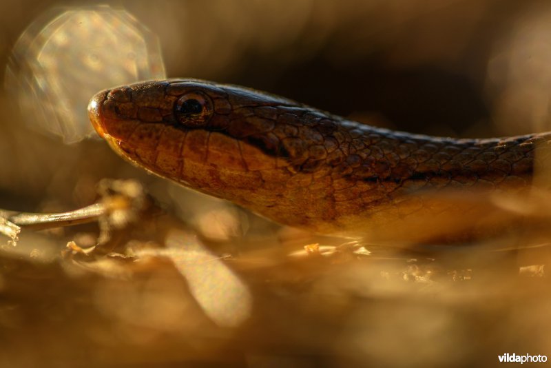 Impressie van gladde slang