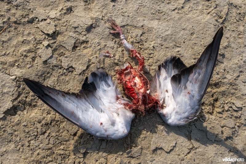 Postduif na slechtvalk