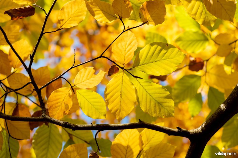 Herfstkleuren