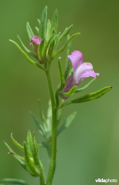 Akkerleeuwenbek