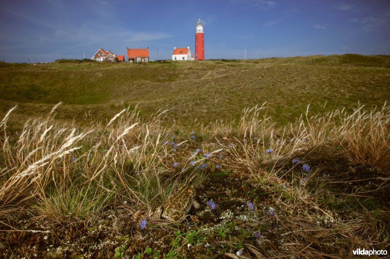 Portret van rugstreeppad in open duinvegetatie bij de vuurtoren van Texel