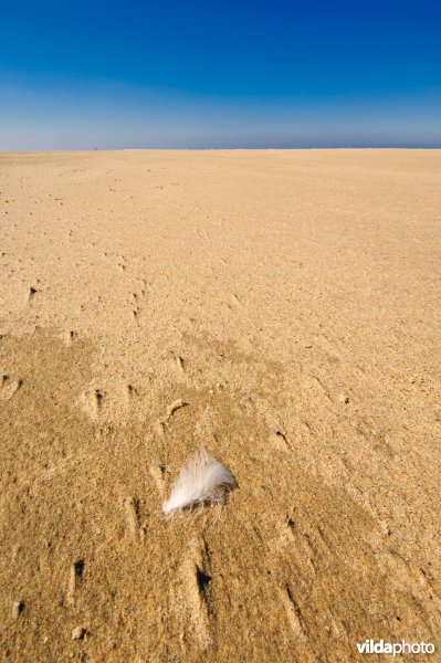 Een veer op het strand van de Hors van Texel, een zeer brede uitgestrekte strandvlakte waar aan de horizon primaire duinvorming plaatsvindt.