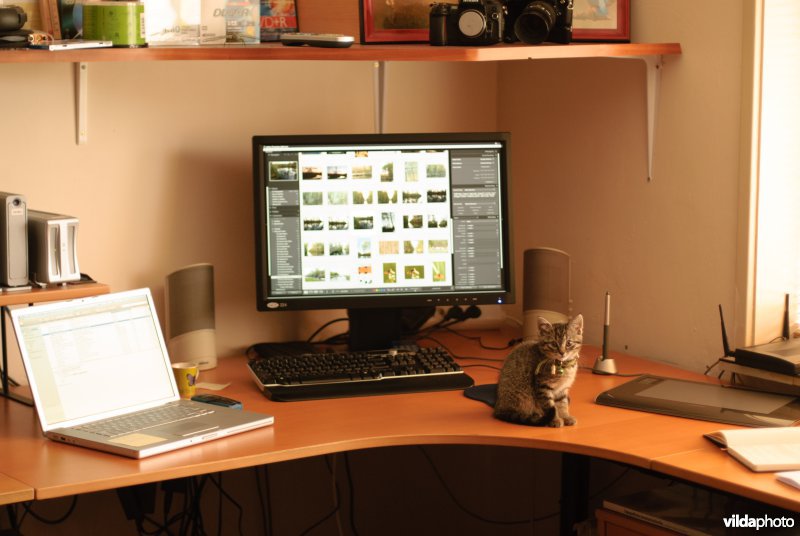 Een jonge huiskat op een bureau voor een beeldscherm