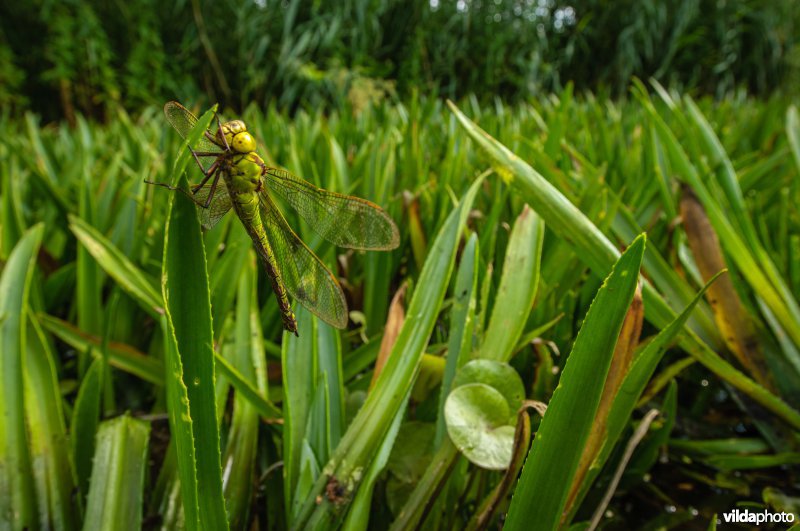 Portret van vrouwtje Groene Glazemaker tussen krabbenscheer