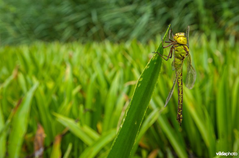 Portret van vrouwtje Groene Glazemaker tussen krabbenscheer