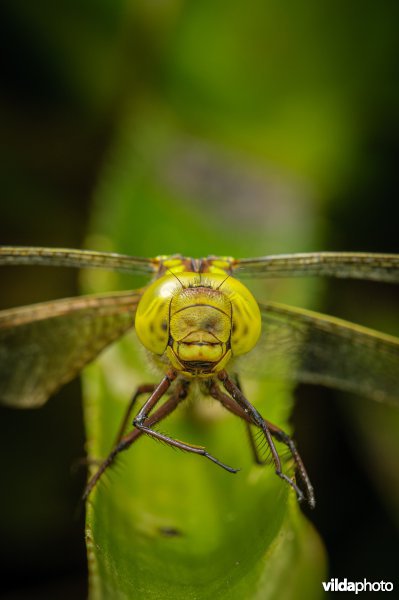 Portret van vrouwtje Groene Glazemaker tussen krabbenscheer