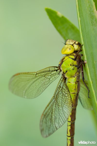 Portret van vrouwtje Groene Glazemaker tussen krabbenscheer