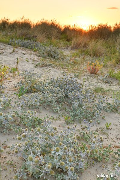 Natuurreservaat De Baai van Heist