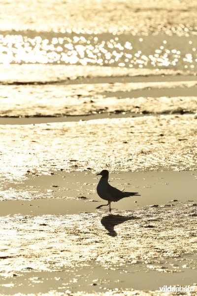 Kokmeeuw in het Zwin