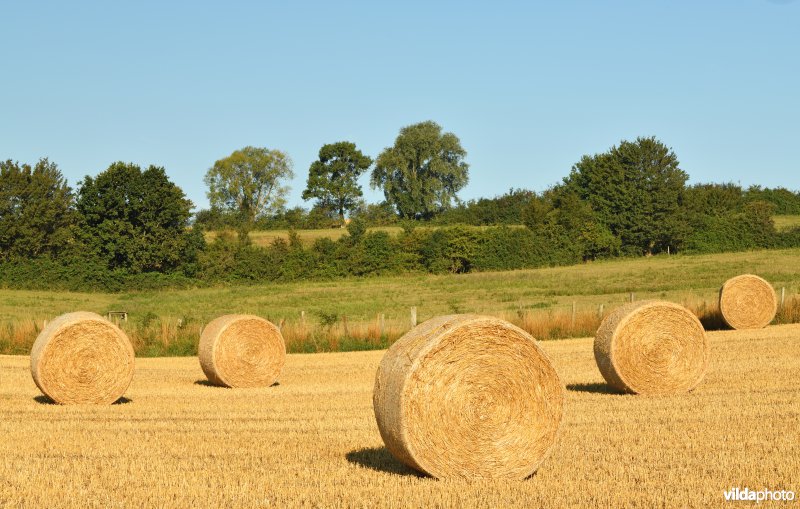 Strobalen op geoogste graanakker