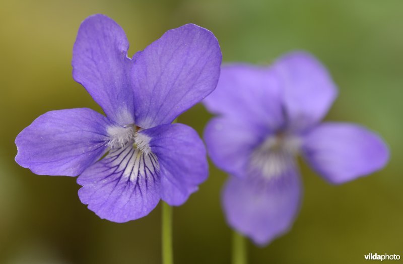 Bloem van bleeksporig bosviooltje