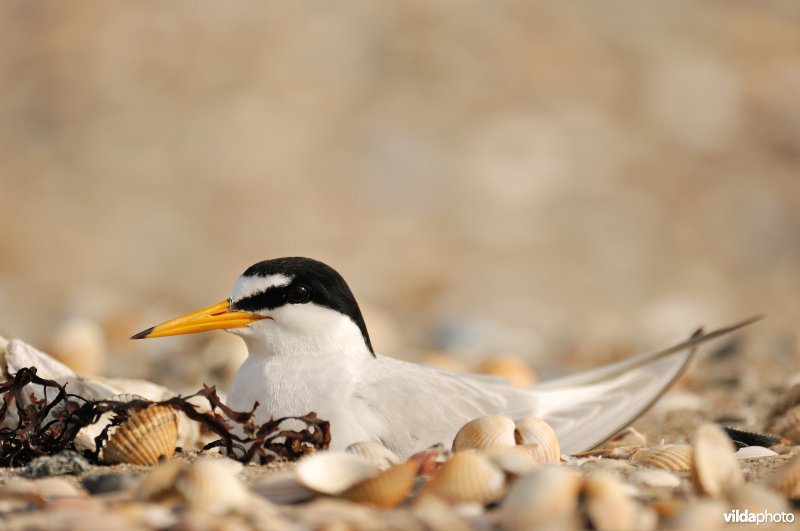 Dwergstern op nest
