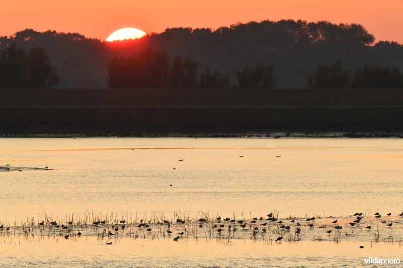 Zwinuitbreiding bij zonsondergang