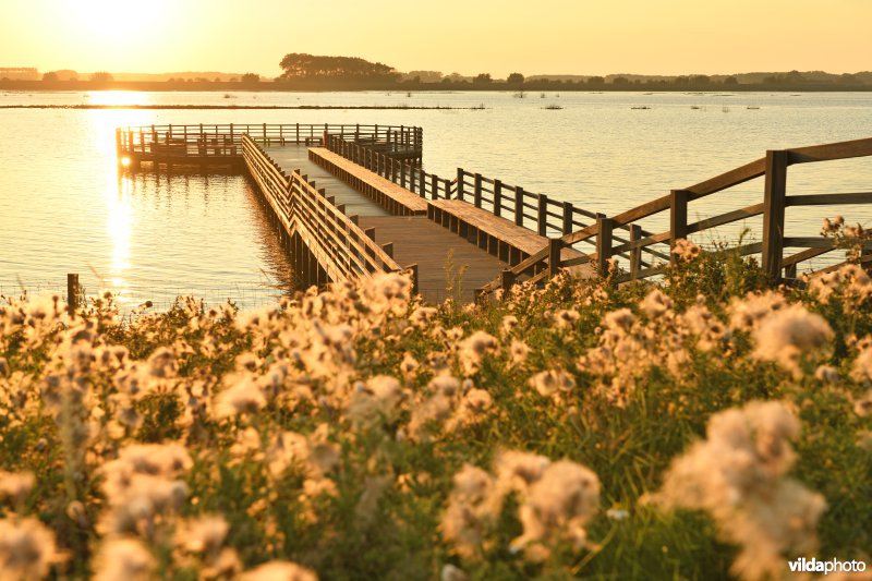 Uitkijkplatform in de Zwinsuitbreiding