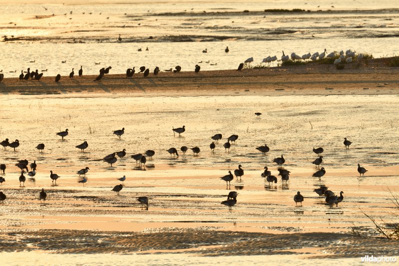 Brandganzen in het Zwin