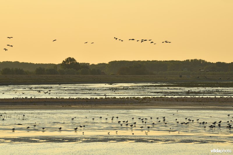 Brandganzen in het Zwin