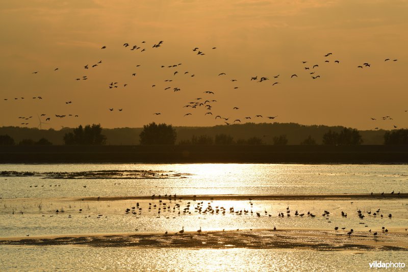 Brandganzen in het Zwin