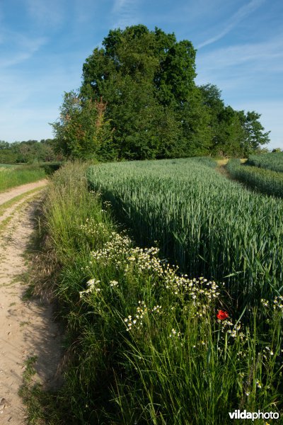 Akkerlandschap in Haspengouw, België