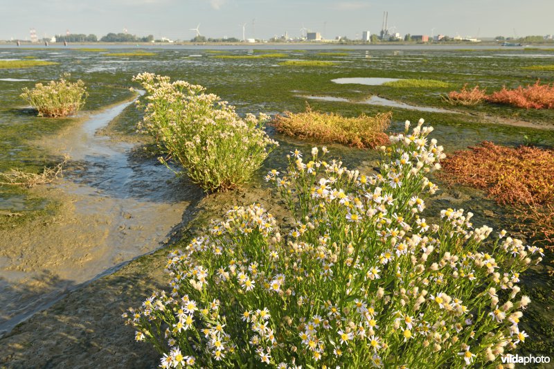 Zeeaster op het Ketenisseschor