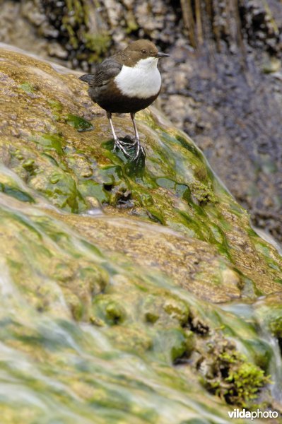 Waterspreeuw op waterval