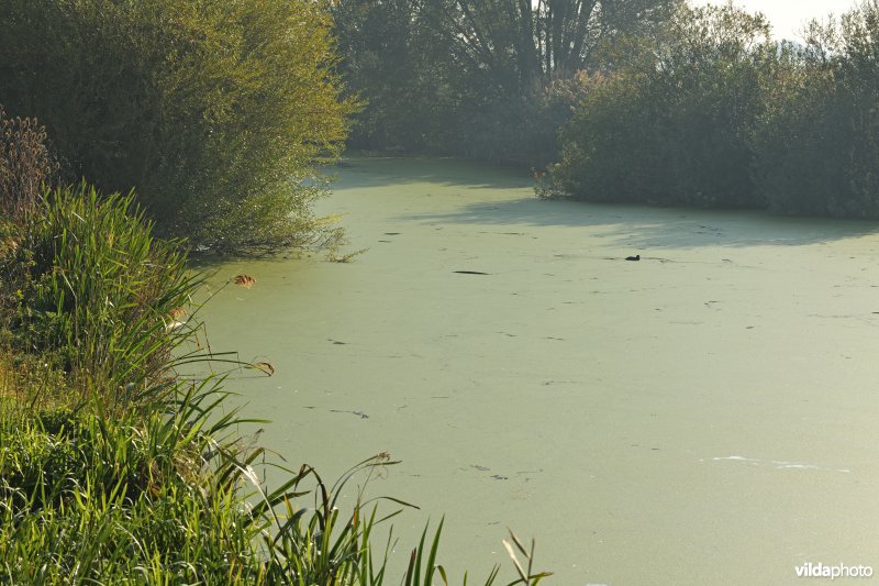 Dwergkroos op de IJzer