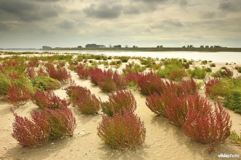 Het Zwin Natuur Park