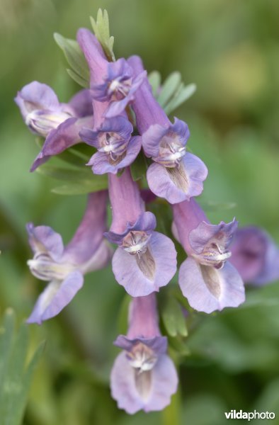 Bloemetjes van vingerhelmbloem