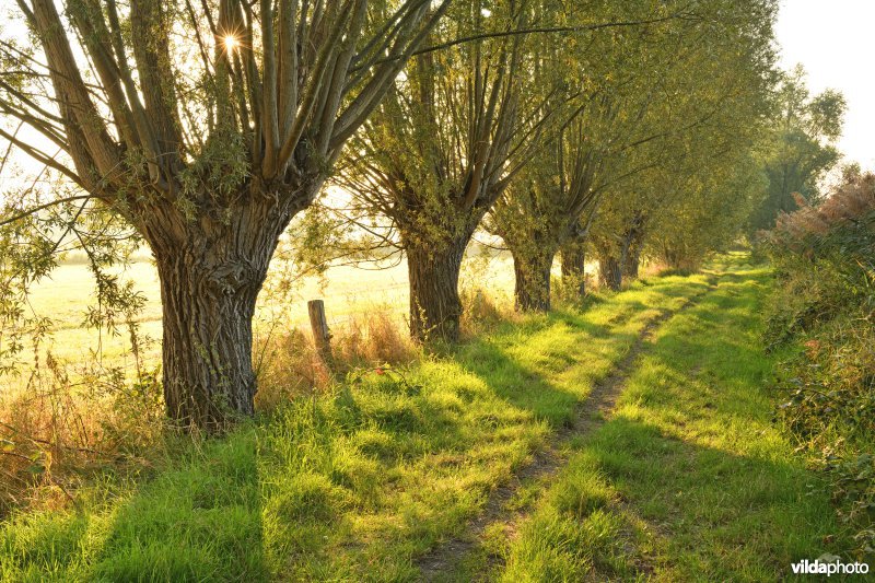 Knotwilgen in de Langemeersen