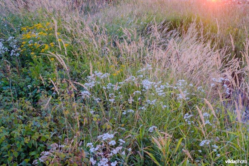 Impressie van stroomdalvegetatie