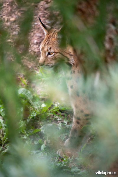 Euraziatische lynx