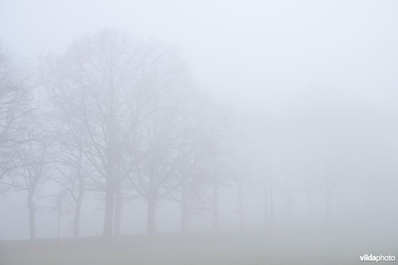 Bomen in de mist