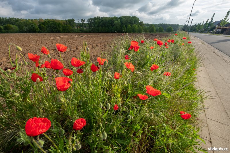 Bloemrijke akkerrand