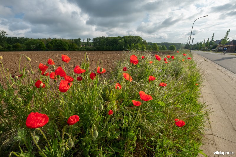 Bloemrijke akkerrand