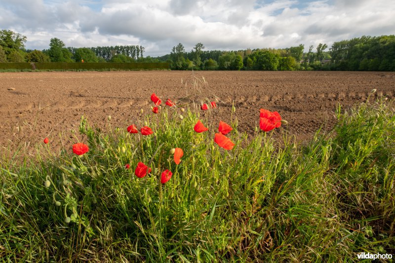 Bloemrijke akkerrand