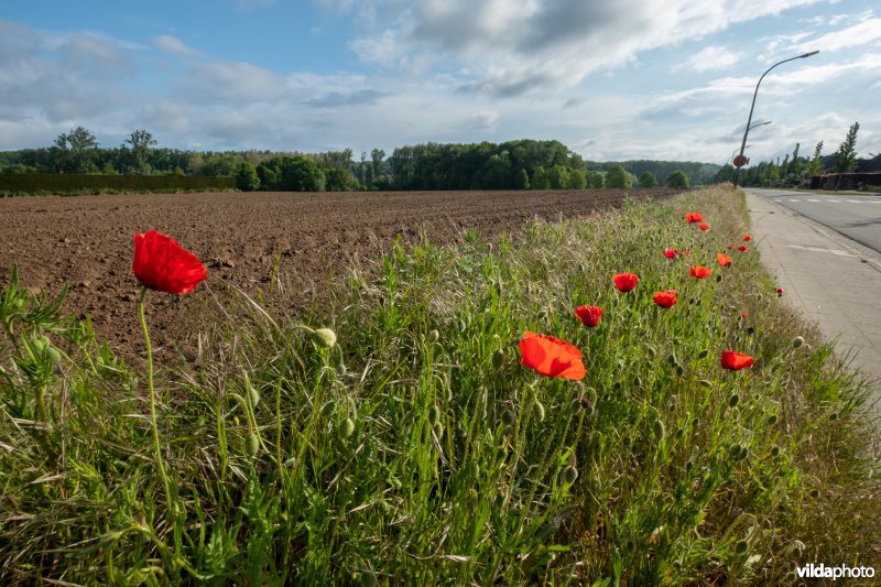 Bloemrijke akkerrand