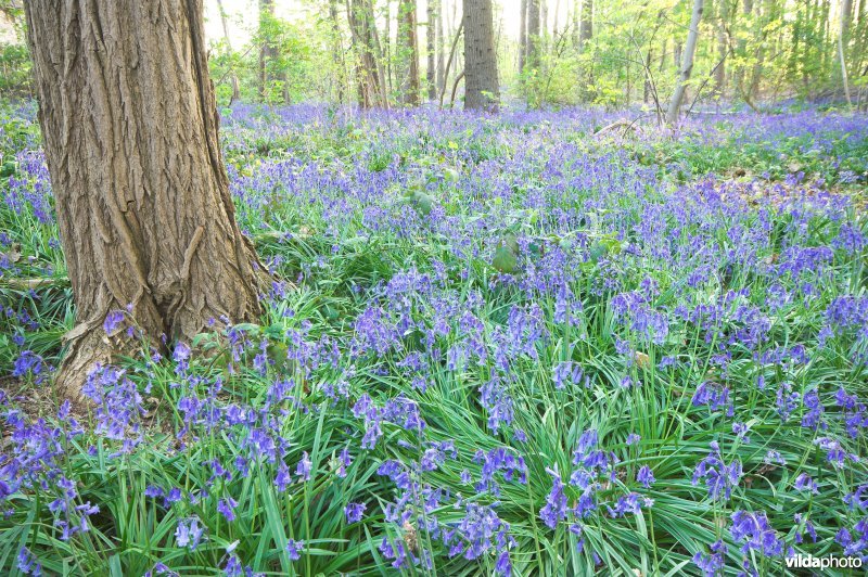 Hellegat bosreservaat