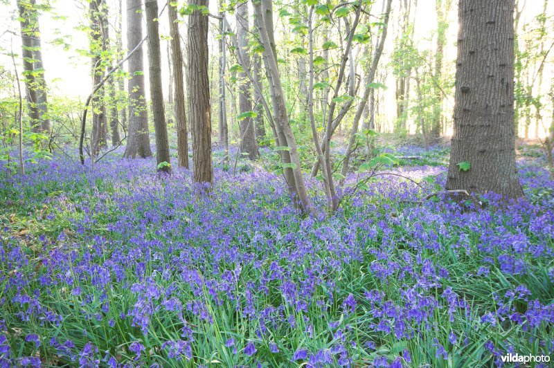 Hellegat bosreservaat