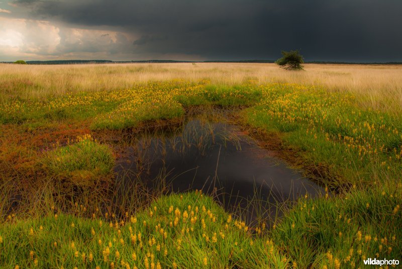 Beenbreek veld met dreigende lucht