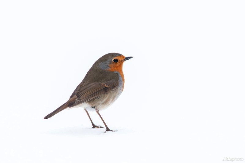 Roodborst in de sneeuw